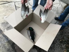 Ente 2
