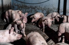 Schweine auf Vollspaltenboden