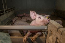 Schwein