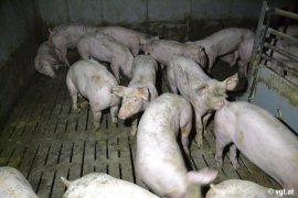 Schweine auf Vollspaltenboden