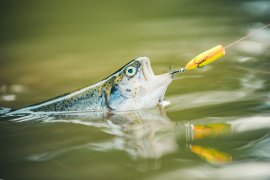Fisch am Haken