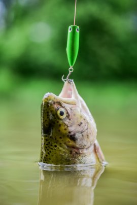 Fisch an der Angelrute