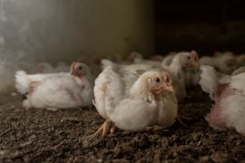 Masthühner können oft nicht mal mehr ihr eigenes Gewicht tragen.