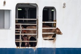 Tiertransport