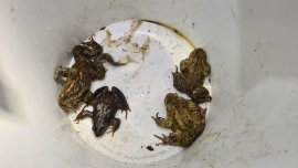 Amphibienrettung 2