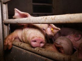 Schweine