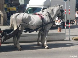 Fiakerpferd 2