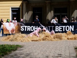 Tierschützer:innen spielen als Schweine verkleidet mit Stroh