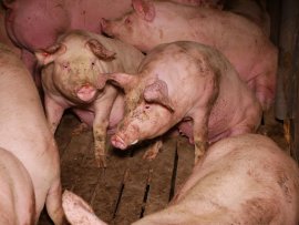 Schweine auf einem Vollspaltenboden