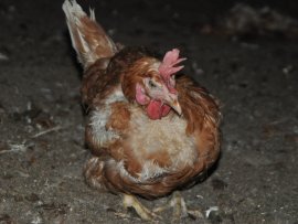 Ein Huhn am Boden