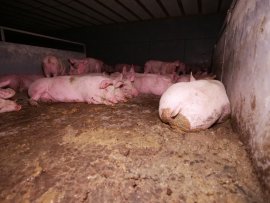 Schweine auf Vollspaltenboden