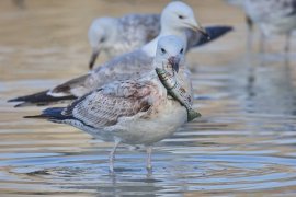 Möwe mit Angelhaken