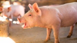 Schweine
