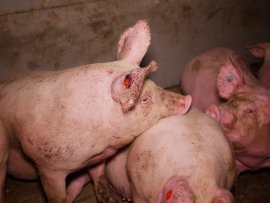 Schweine auf Vollspaltenboden