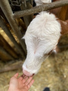 Kalb