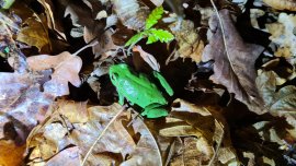Laubfrosch