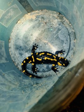 Feuersalamander