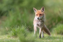 Fuchs