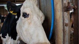Cow Filmstill