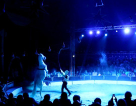 Show