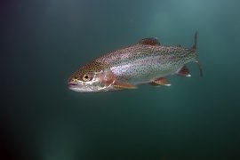 Regenbogenforelle