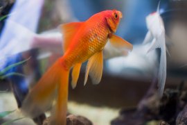 Goldfische