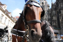 Fiakerpferd