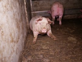 Schweine auf Vollspaltenboden