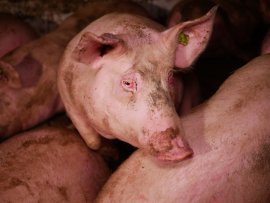 Schweine auf Vollspaltenboden