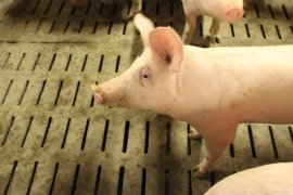 Schweine auf Vollspaltenboden