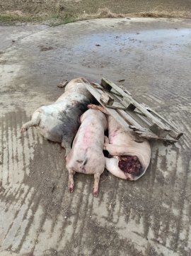 tote Tiere