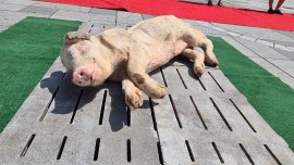 totes Schwein