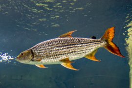 Tigerfisch