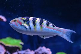 Lippfisch