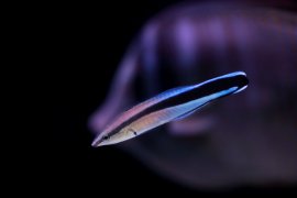 Blaustreifen-Putzerlippfisch