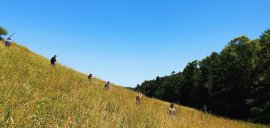 Kitzsuche