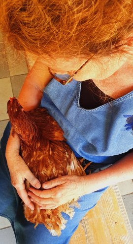 Huhn 2