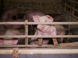 Schweine auf Vollspaltenboden