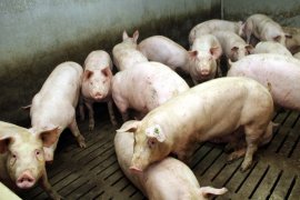 Schweine auf Vollspaltenboden