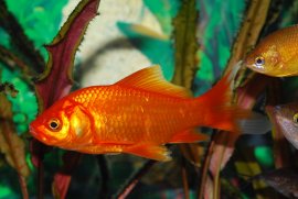 Goldfische
