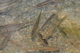 Fische, die andere überprüfen