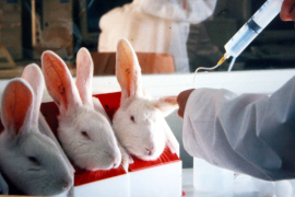 Pyrogentests and Kaninchen