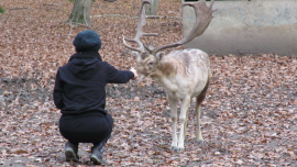 Ein Damhirsch snuppert bedenkenlos an der Hand einer Aktivistin