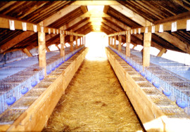 Innenraum der letzten Pelzfarm Österreichs