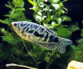 Gepunkteter Fadenfisch