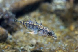 Dreistachliger Stichling