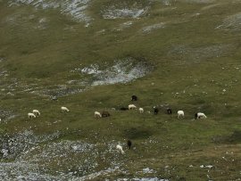 Schafherde