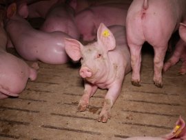 Schwein auf Vollspaltenboden