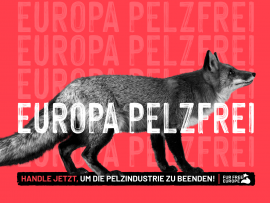 Sujet Pelz EBI