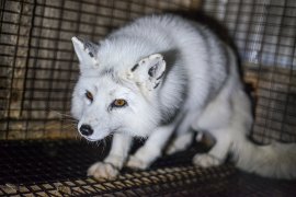 Fuchs